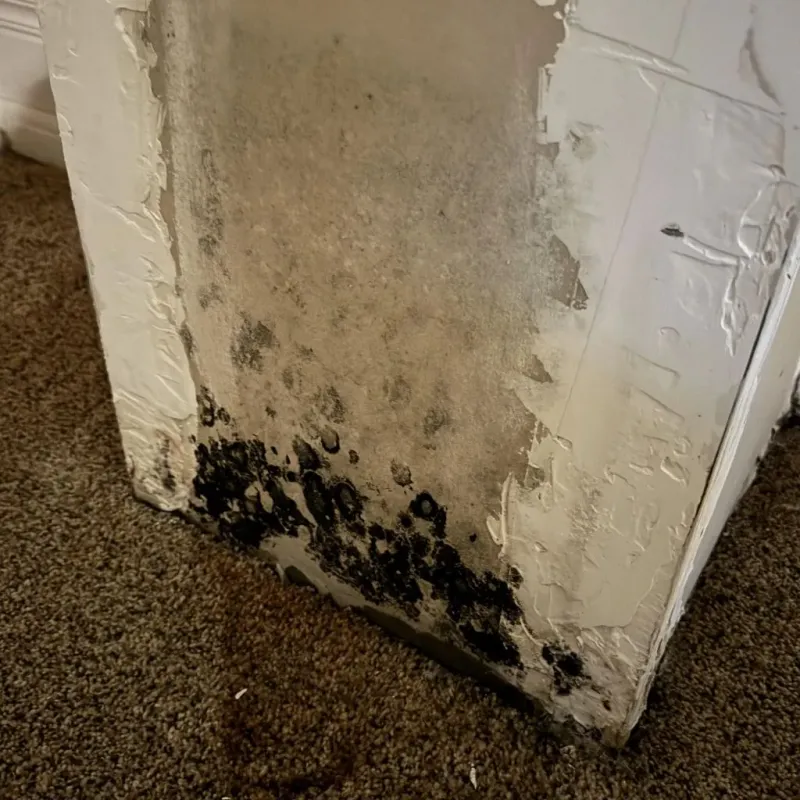Professional Mold Removal in Hobart, OK
